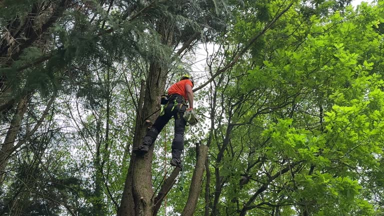 Best Tree Cabling and Bracing  in Kirkland, WA