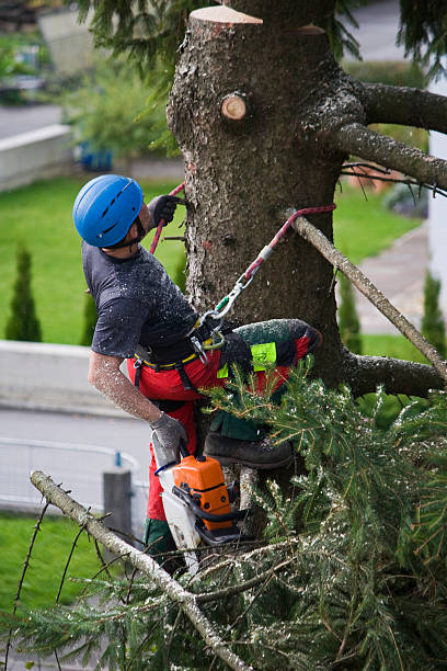 Best Lawn Mowing  in Kirkland, WA