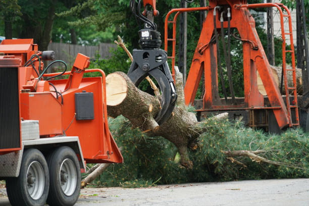 Best Tree Risk Assessment  in Kirkland, WA