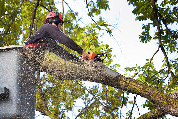 Best Tree Disease Treatment  in Kirkland, WA