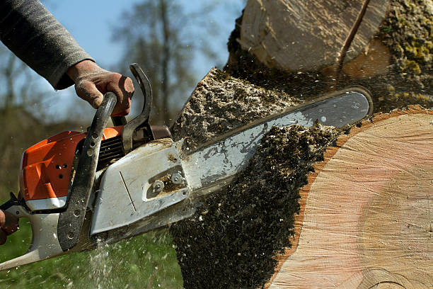 Kirkland, WA Tree Services Company